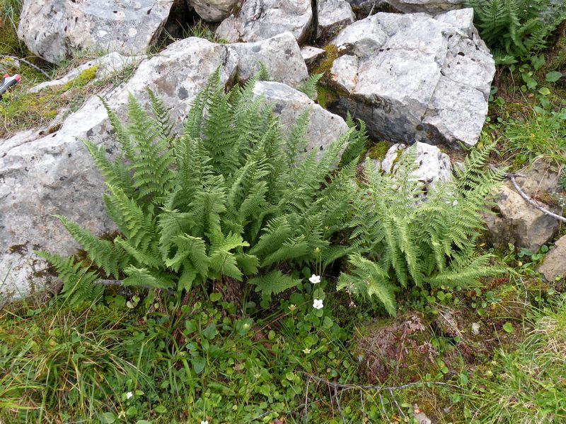 Dryopteris  sp.